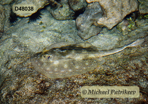 Yellow Stingray (Urobatis jamaicensis)